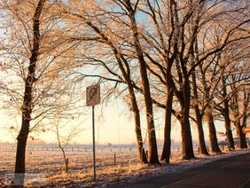 Straße mit Bäumen im Winter